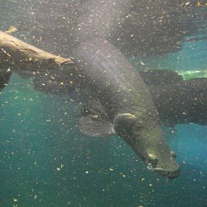 Arapaima - Zooparc de Beauval - 12/01/2025