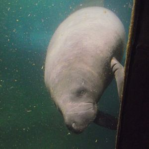 Caribbean Manatee - Zooparc de Beauval - 12/01/2025