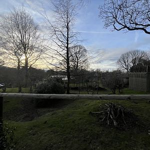 Ring-tailed and red-bellied lemur enclosure 0.5 version 27.12.24