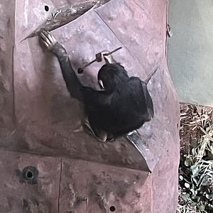 Chimpanzee “Masindi” using tool in fake termite mound 27.12.24