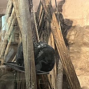 Chimpanzees grooming 27.12.24