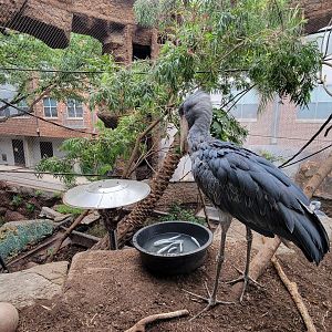 Apr. 2025 - Entrance - Shoebill Exhibit