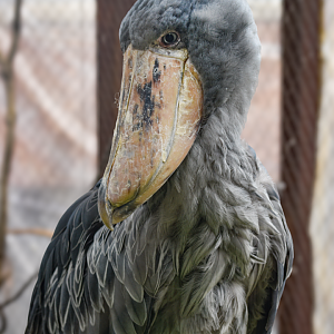 Apr. 2025 - Entrance - Shoebill