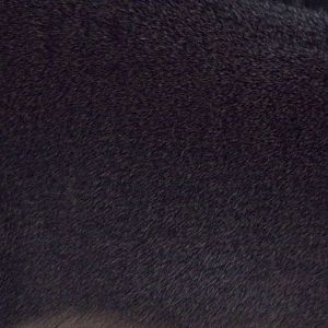 Sum bear closeup 27.12.24