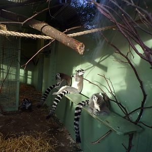 Ring-tailed lemurs 27.12.24
