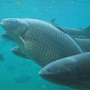 Common & Grass Carps - Zooparc de Beauval - 12/01/2025