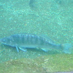 Zander - Zooparc de Beauval - 12/01/2025