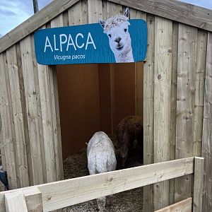 Alpaca housing 27.12.24