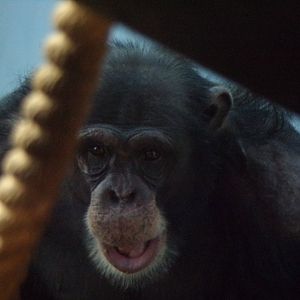 Chimpanzee “Velu” 27.12.24