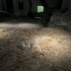 New female asiatic lion 27.12.24