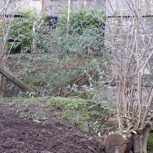 Former polar bear enclosure wall (and where it stopped) 27.12.24