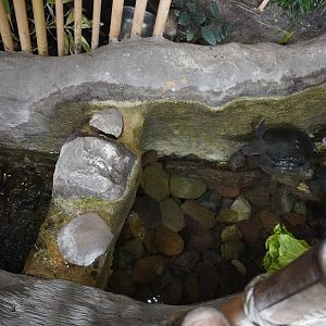 Apr. 2025 - Borneo - Fly River Turtle & Giant Gourami Exhibit