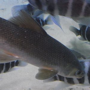 Acapoeta tanganicae - Zooparc de Beauval - 12/01/2025