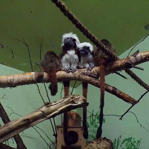 Cotton-topped tamarin family 27.12.24