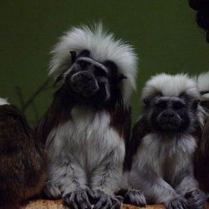 Cotton topped tamarins 27.12.24