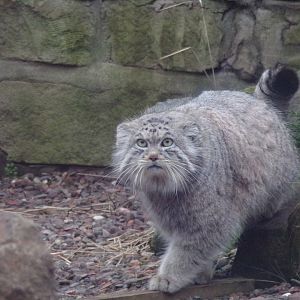 Pallas cat 27.12.24