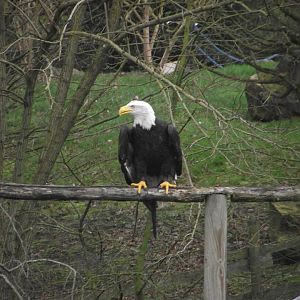 Bald Eagle - Zooparc de Beauval - 12/01/2025