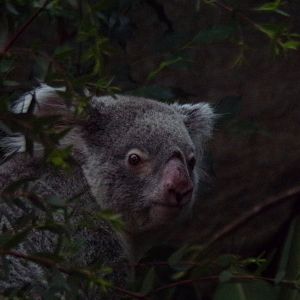Koala 27.12.24