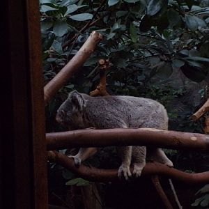 Koala moving 27.12.24