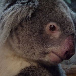 Koala 27.12.24