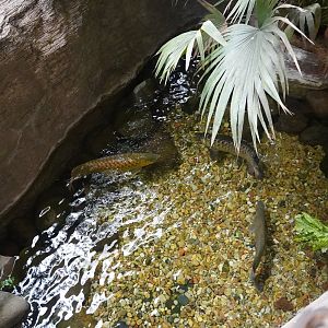 Apr. 2025 - Borneo - Asian Arowana Exhibit