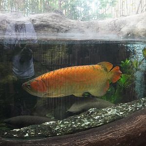 Apr. 2025 - Borneo - Asian Arowana & Australian Lungfish Exhibit