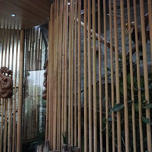 Apr. 2025 - Borneo - Great Indian Hornbill/Victoria Crowned Pigeon + Rhino Hornbill/Great Argus Exhibits