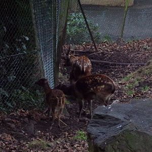 Visayan spotted deer family 27.12.24