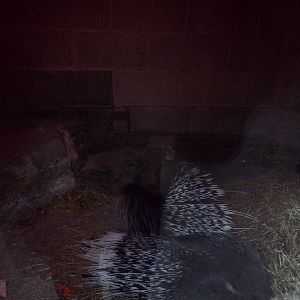 Cape porcupine indoors 27.12.24