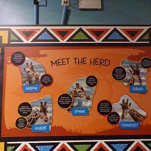 New giraffe ID sign (covering the TV screen) 27.12.24