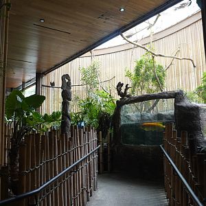 Apr. 2025 - Borneo - Hornbill + Arowana Exhibits