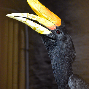 Apr. 2025 - Borneo - Rhinoceros Hornbill