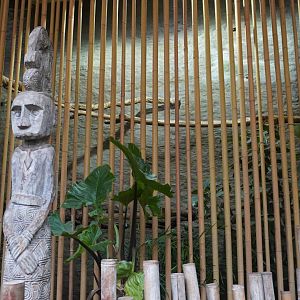 Apr. 2025 - Borneo - Rhinoceros Hornbill & Great Argus Exhibit