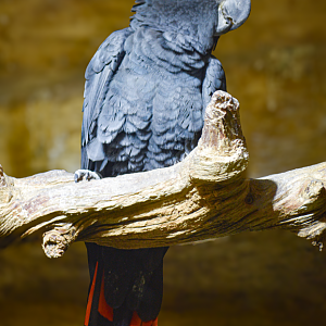 Apr. 2025 - Borneo - Red-tailed Black Cockatoo