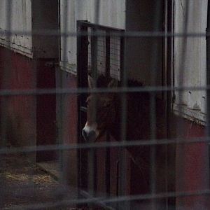 Przewalski’s horse 27.12.24