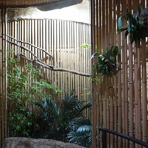 Apr. 2025 - Borneo - Red-tailed Black Cockatoo Exhibit