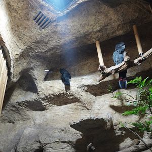 Apr. 2025 - Borneo - Red-tailed Black Cockatoo Exhibit