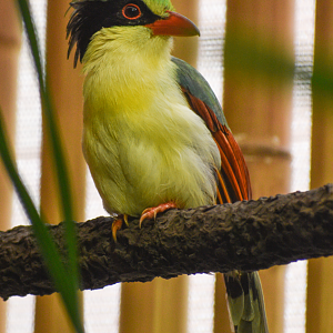Apr. 2025 - Borneo - Indochinese Green Magpie