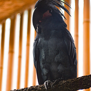 Apr. 2025 - Borneo - Palm Cockatoo