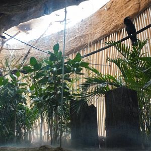 Apr. 2025 - Borneo - Palm Cockatoo + Others Exhibit