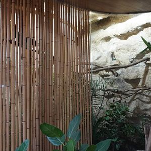 Apr. 2025 - Borneo - Rufous Hornbill Exhibit