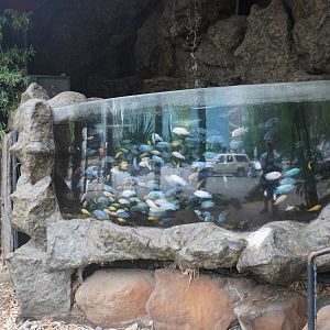 Apr. 2025 - Cichlid Tank (Street View)
