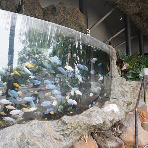 Apr. 2025 - Cichlid Tank (Street View)