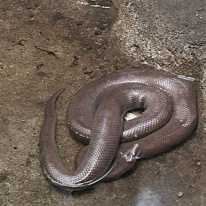 Colombian Rainbow Boa