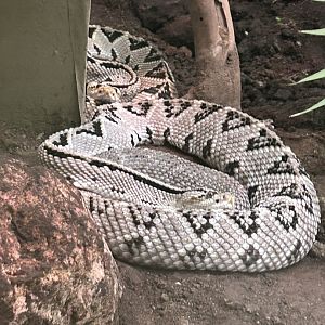 Central American Rattlesnake