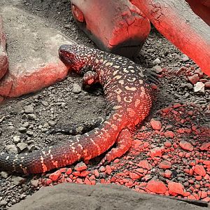 Mexican beaded lizard