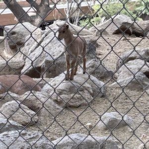 Juvenile Aoudad sheep