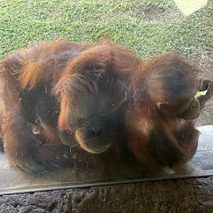 Bornean Orangutans