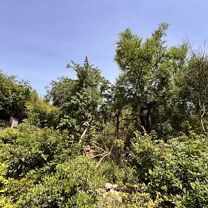 Chinese Red Panda Exhibit #1