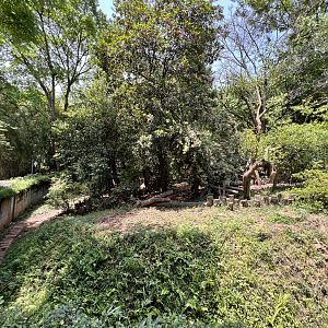 Chinese Red Panda Exhibit #2